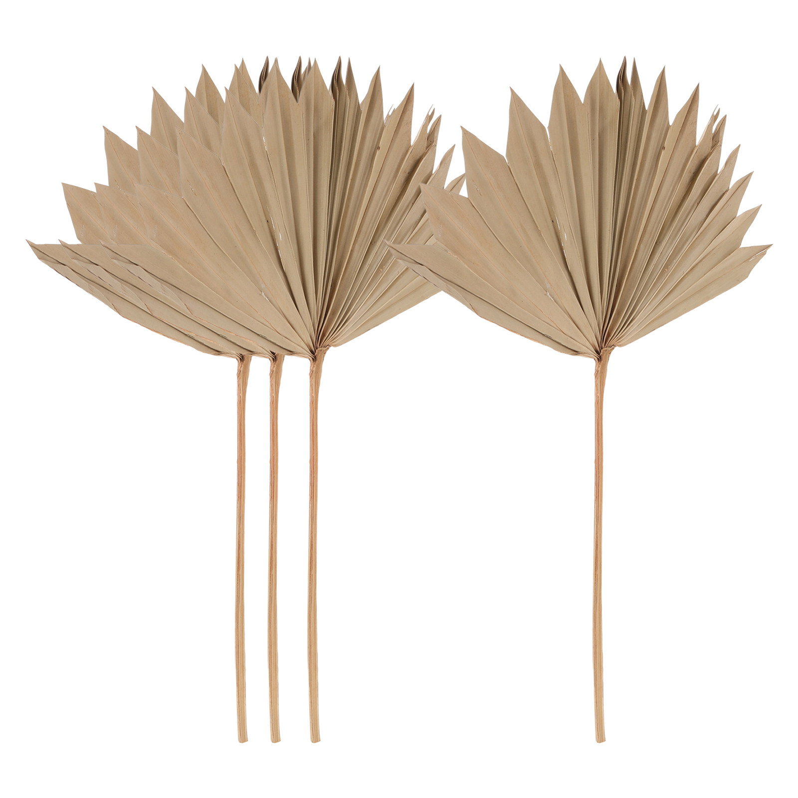 Palm Leaf Dried - 4枚組乾燥ヤシの葉装飾品、天然素材、軽量、ウェディングパーティー、ボーホー風壁掛け装飾、乾燥葉飾り、写真撮影用小道具
