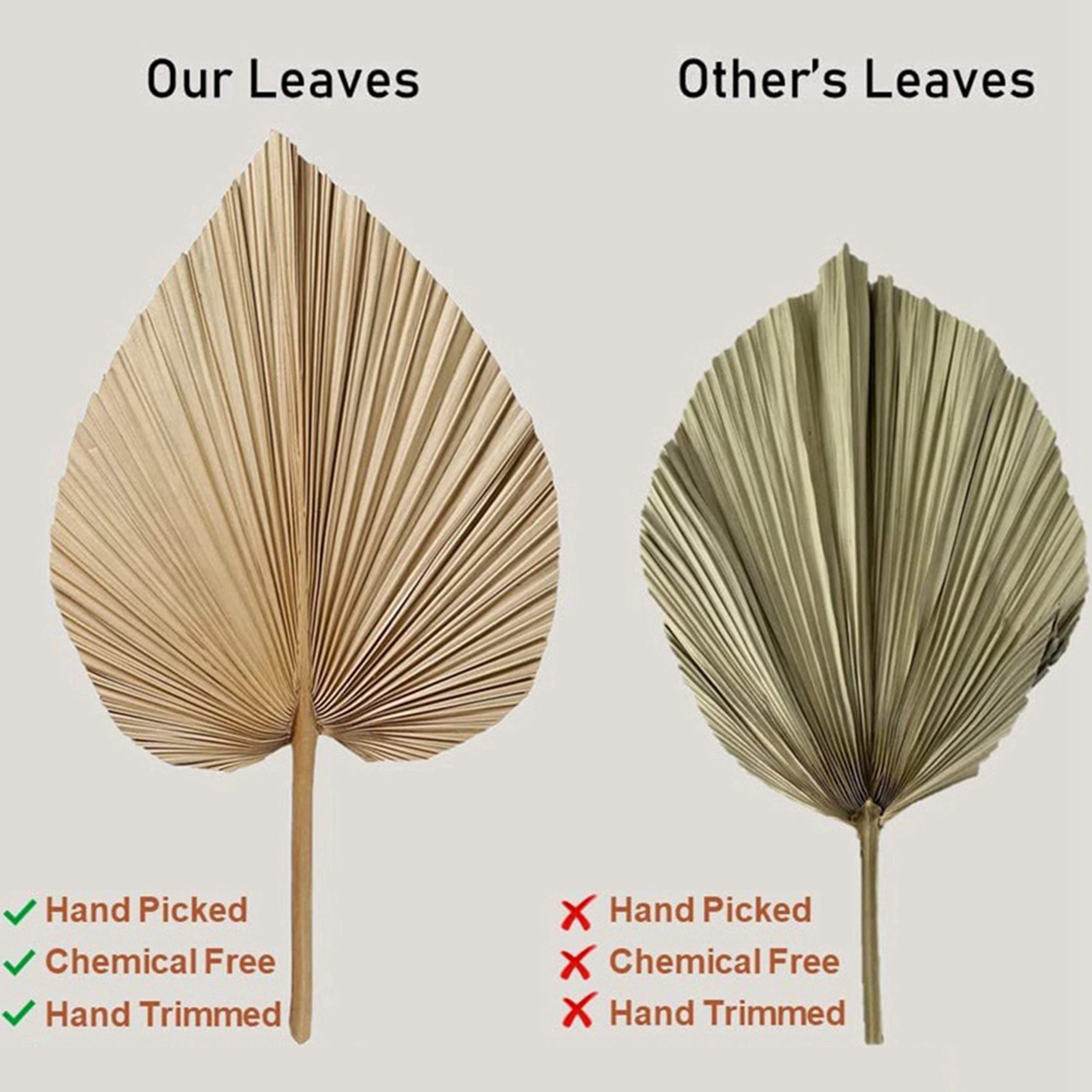 AT02-8 ナチュラルな乾燥ヤシの葉は、ヤシの葉の装飾、ボ - Palm Leaf Dried のレビューと価格