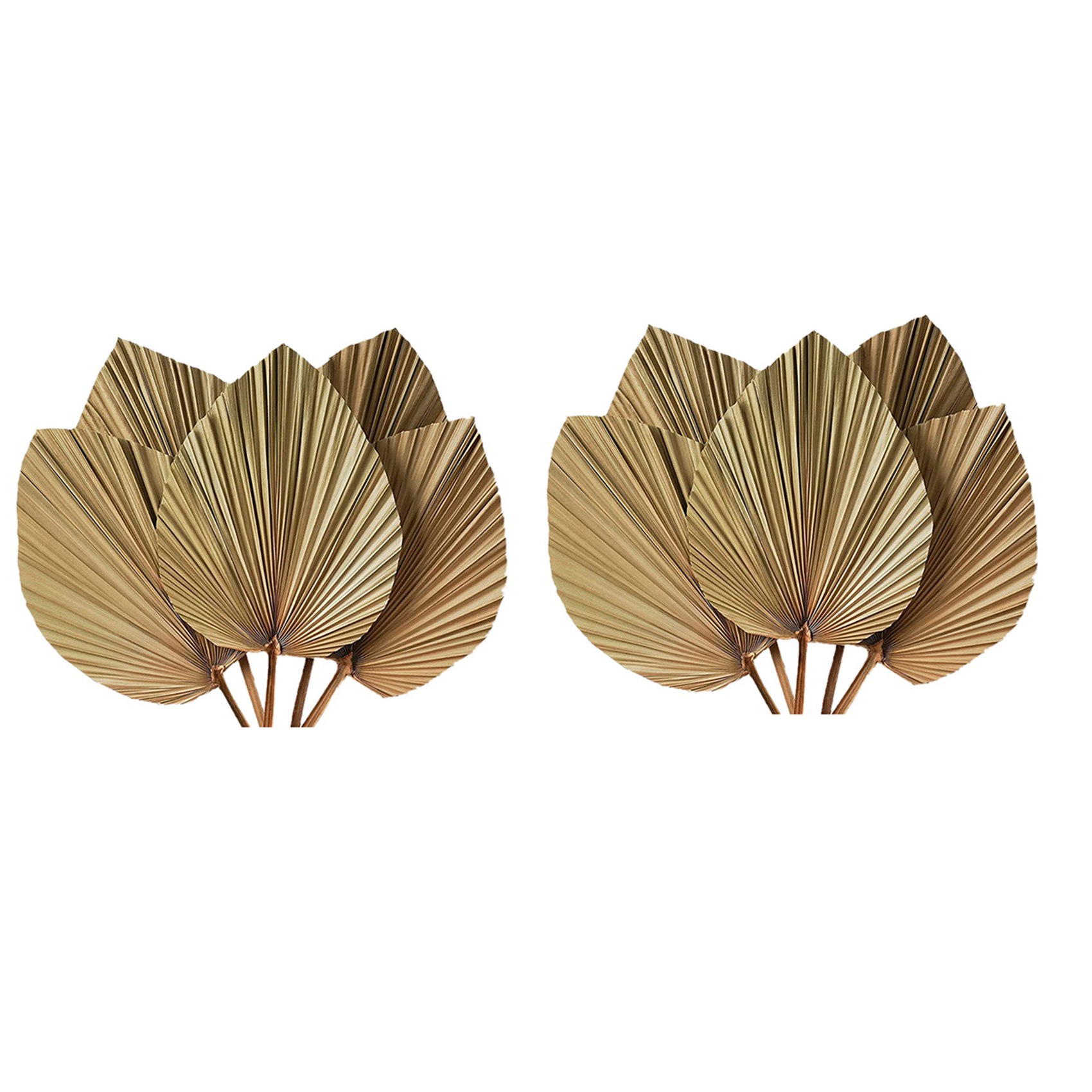 乾燥させたヤシの葉のルームデコレーション 10枚セット -  - Palm Leaf Dried のレビューと価格
