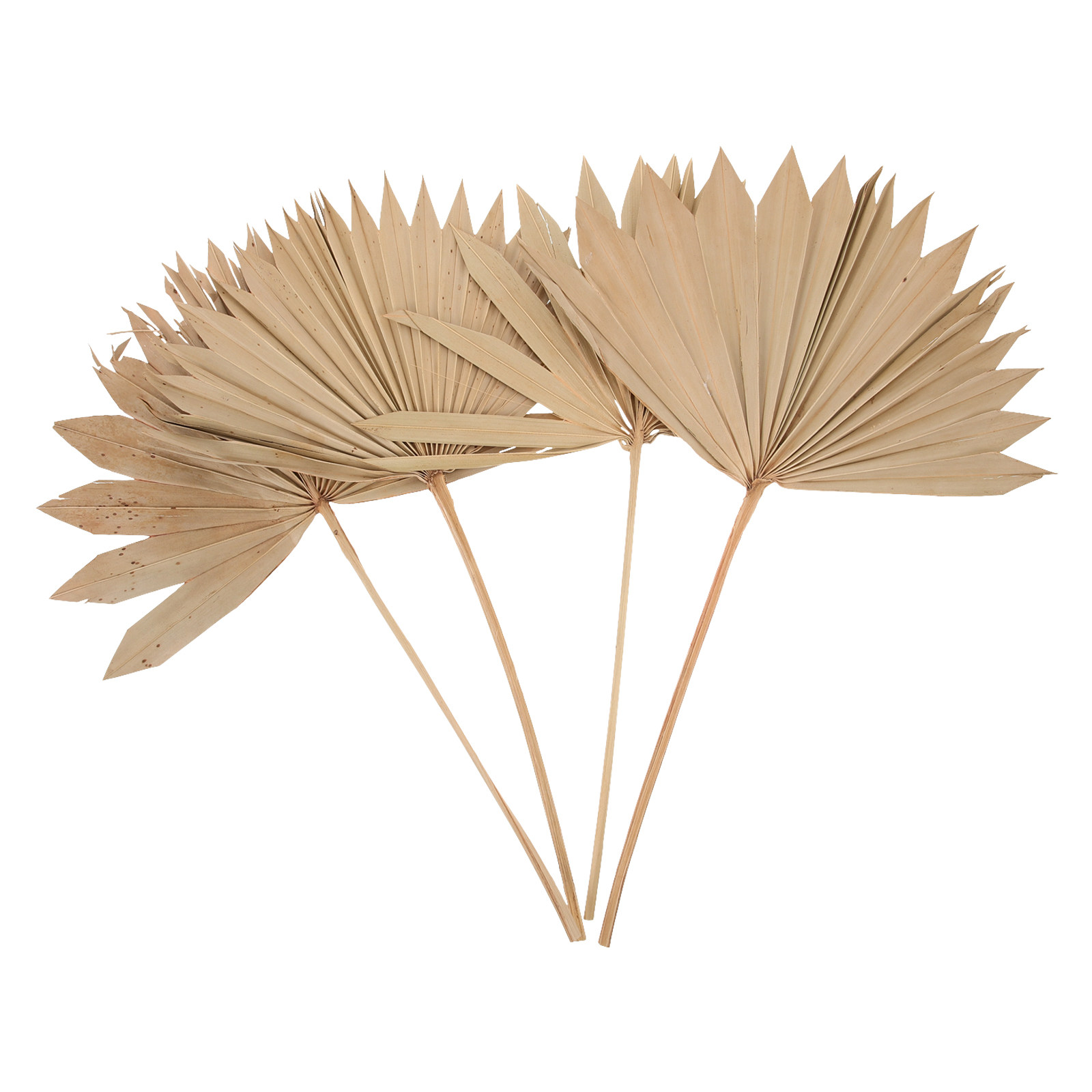 4枚組乾燥ヤシの葉装飾品、天然素材、軽量、ウェディングパーテ - Palm Leaf Dried のレビューと価格