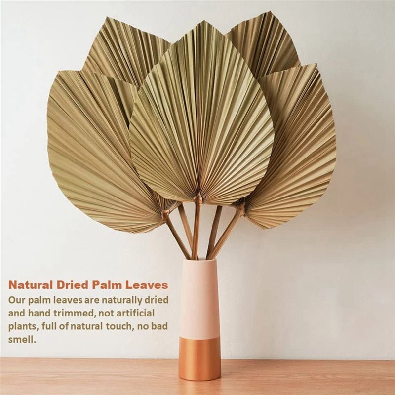 新鮮な天然乾燥ヤシの葉4枚セット、家の装飾用、ヤシの葉の装飾 - Palm Leaf Dried のレビューと価格