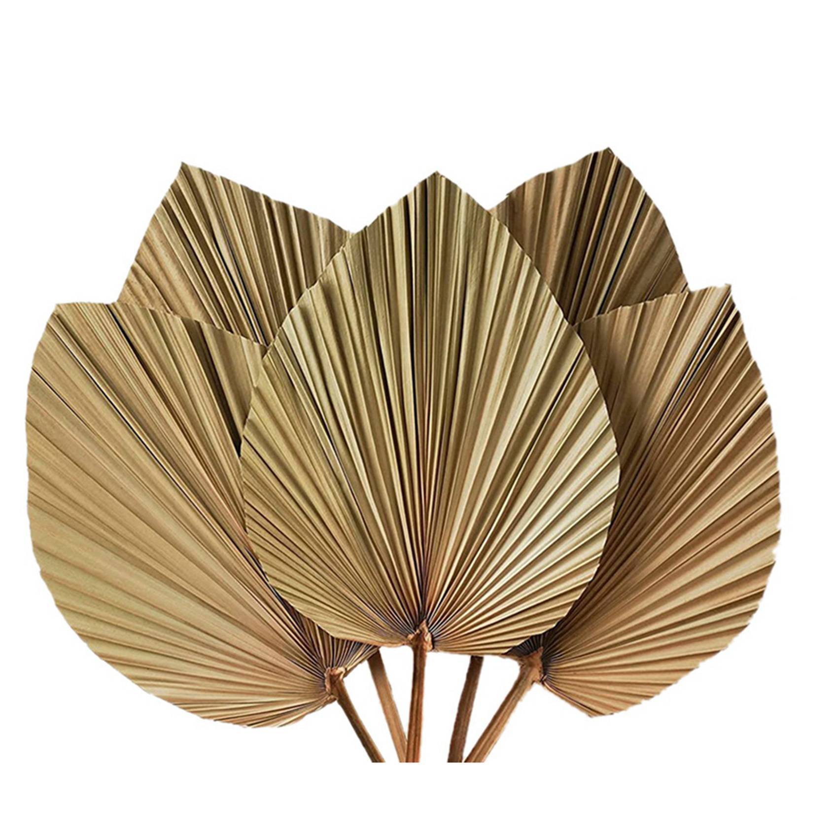 乾燥パームリーフのルームデコレーション 10枚セット - 高 - Palm Leaf Dried のレビューと価格